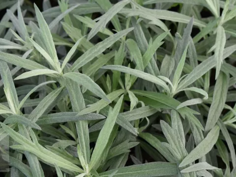 Artemisia ludov. 'Silver Queen'