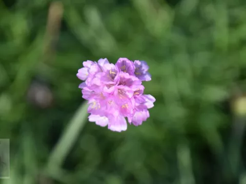 Armeria mar. 'Schoene von Fellbach'