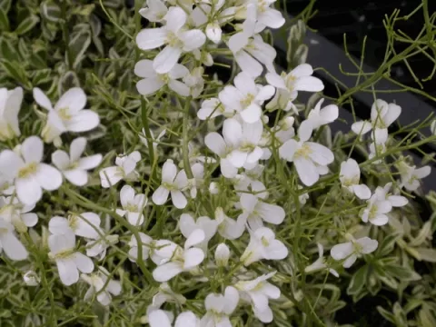 Arabis fern.-coburgii 'Variegata'