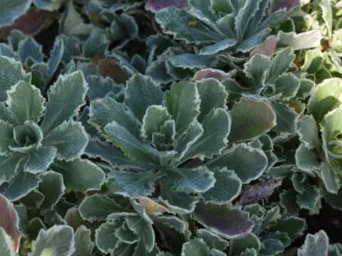 Arabis cauc. 'Variegata'