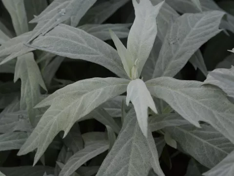 Artemisia ludov. 'Valerie Finnis'