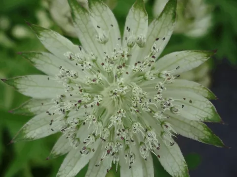 Astrantia major 'Alba'