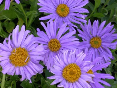 Aster alpinus