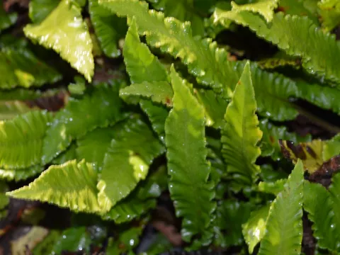 Asplenium scol. 'Angustatum'