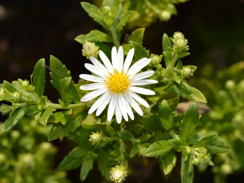 Aster ageratoides 'Ashvi'