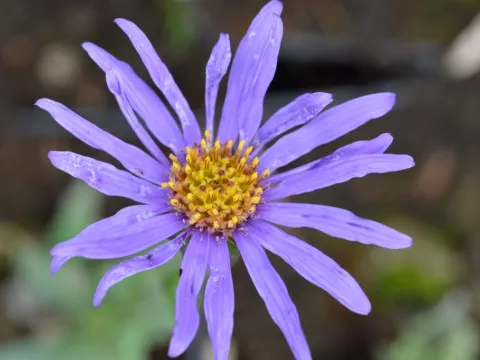 Aster amellus 'Blue King'