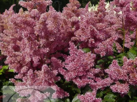 Astilbe (J) 'Bonn'