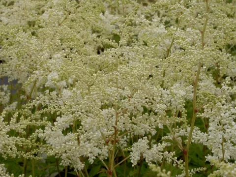 Astilbe (A) 'Brautschleier'