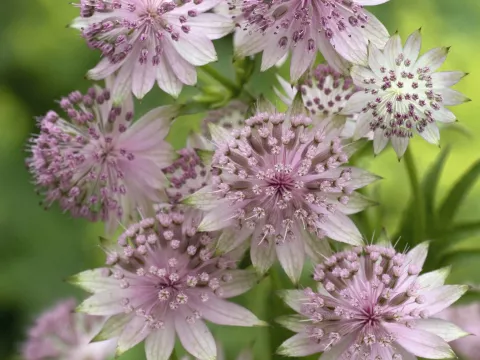 Astrantia hybr. 'Buckland'