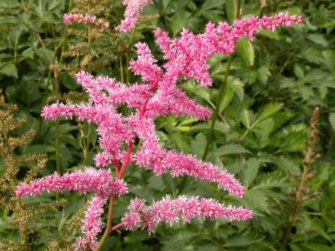 Astilbe (A) 'Cattleya'