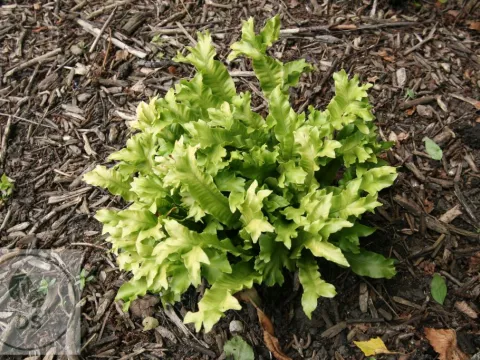 Asplenium scol. 'Cristata'