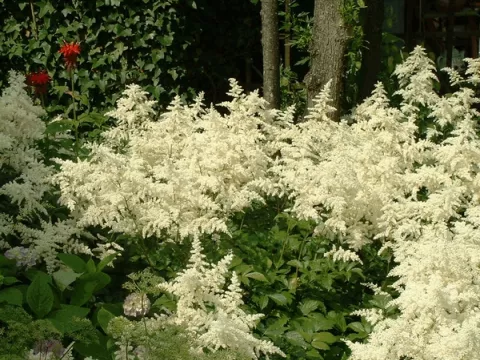 Astilbe (J) 'Deutschland'