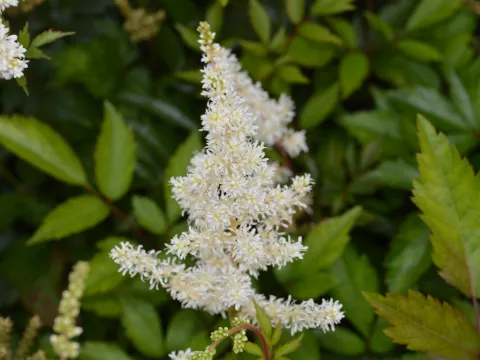 Astilbe (A) 'Diamant'