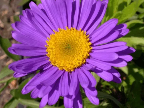 Aster alpinus 'Dunkle Schoene'
