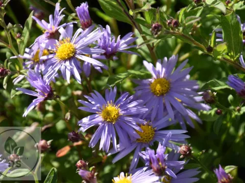 Aster ageratoides JS 'Eleven Purple' PBR