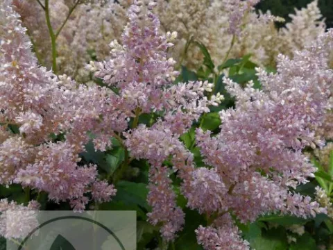 Astilbe (J) 'Europa'