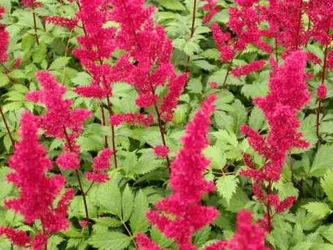 Astilbe (A) 'Fanal'