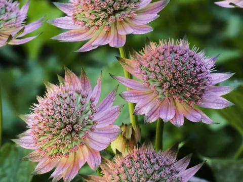 Astrantia major 'Florence'