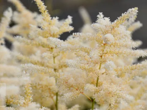 Astilbe (J) 'Gladstone'