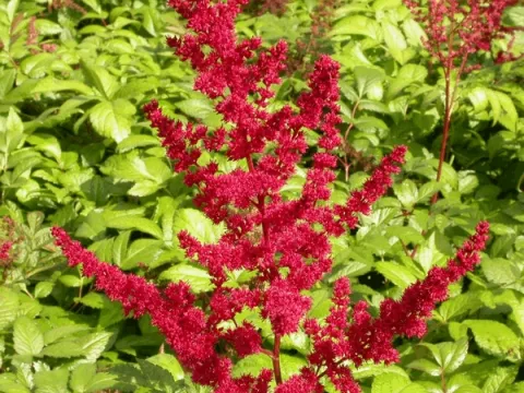 Astilbe (A) 'Glut'