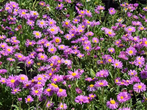 Aster alpinus 'Happy End'