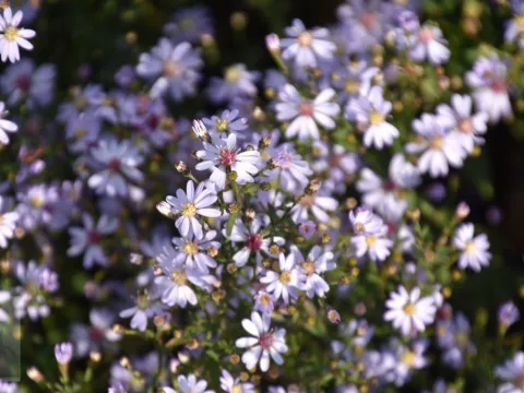 Aster cord. 'Ideal'