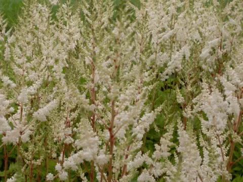 Astilbe (A) 'Irrlicht'
