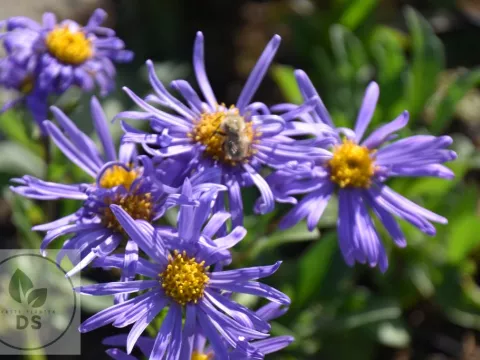 Aster amellus 'King George'