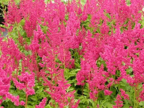 Astilbe (J) 'Köln'