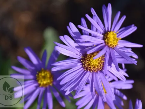 Aster amellus 'Mira'