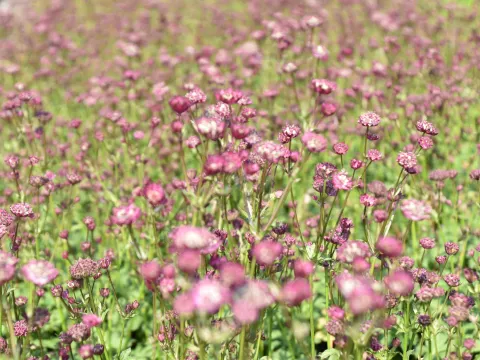Astrantia hybr. 'Moulin Rouge'