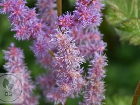Astilbe chin. 'Purpurlanze'