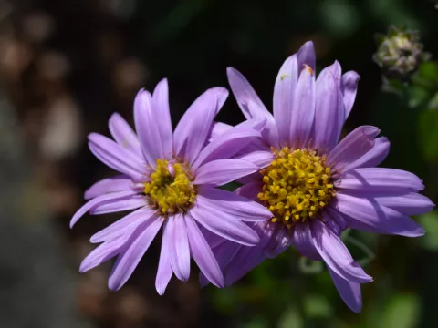Aster amellus 'Rosa Erfüllung' (P.Zen)