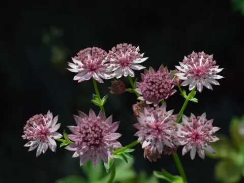 Astrantia major 'Roma'
