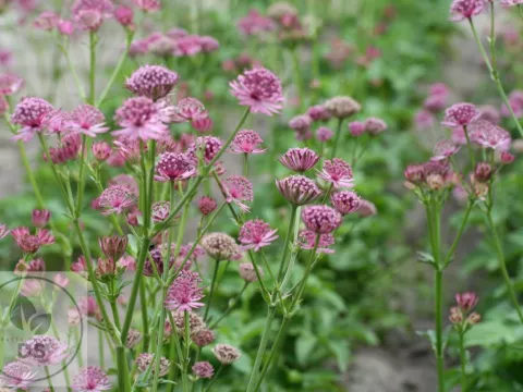 Astrantia major 'Rosea'