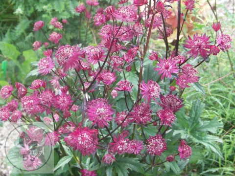 Astrantia major 'Ruby Star'