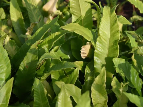 Asplenium scolopendrium