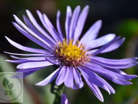 Aster amellus 'Silbersee'