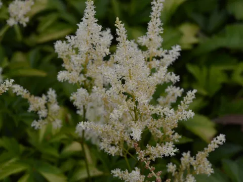 Astilbe (A) 'Snowdrift'