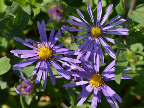 Aster amellus 'Sonora'