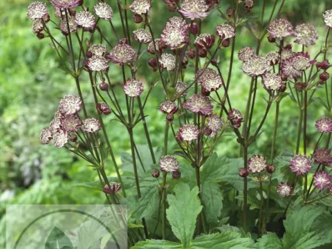 Astrantia major 'Star of Passion'