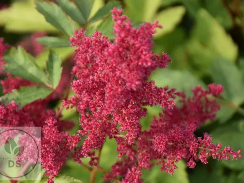 Astilbe (A) 'Spinell'