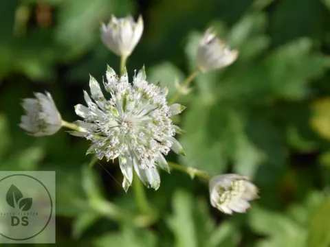 Astrantia major 'Snow Queen'