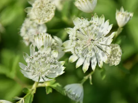 Astrantia major 'Super Star' (='White Giant')