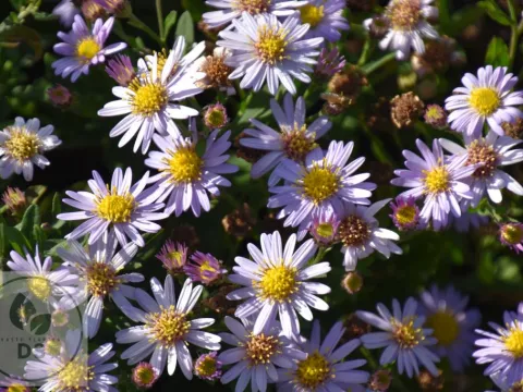 Aster ageratoides 'Stardust'