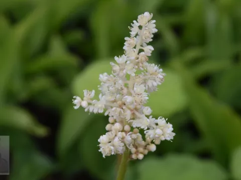 Astilboides tabularis (Rodgersia)