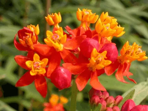 Asclepias tuberosa