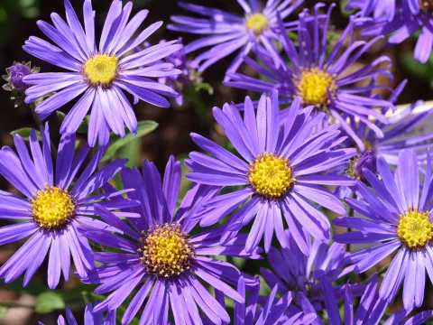 Aster amellus 'Veilchenkönigin'