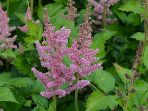 Astilbe hybr. 'Vision in Pink'