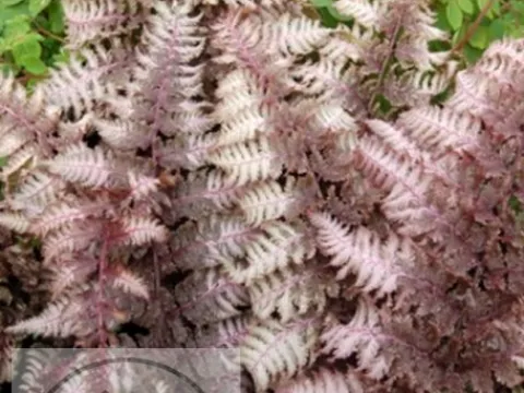 Athyrium niponicum 'Burgundy Lace'